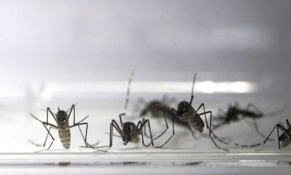 O mosquito Aedes aegypti – Custódio Coimbra / Agência O Globo