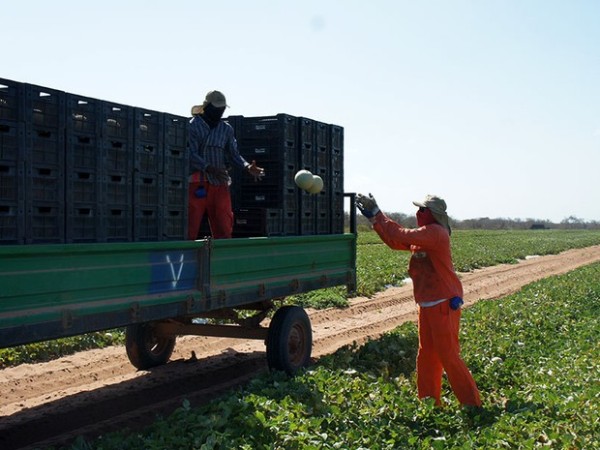Agropecuária teve redução de 1.298 postos de trabalho neste início de ano no RN (Foto: Anderson Barbosa/G1)