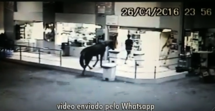 Cavalo entrou na loja junto com ladrão.