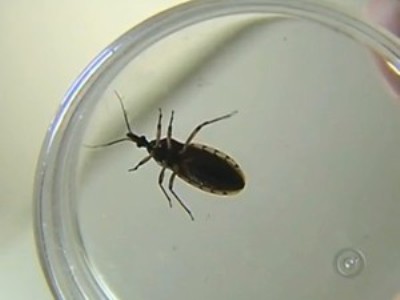Barbeiro é o inseto que transmite a doença de chagas (Foto: Reprodução/TV TEM)