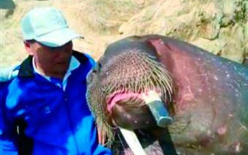 Empresário chinês posa ao lado do mamífero, animal cujo peso pode ultrapassar uma tonelada.