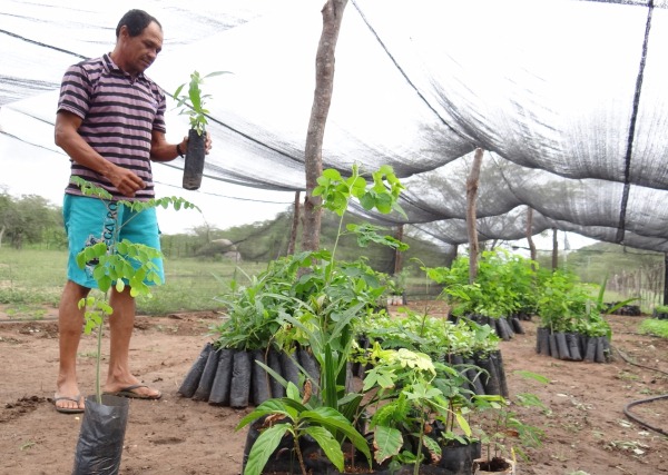 Luiz de Medeiros, presidente da Assossiação, mostra com orgulho centenas de mudas que serão plantadas.