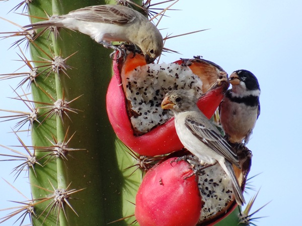 Pássaros típicos da região se deliciam com o fruto do mandacaru.