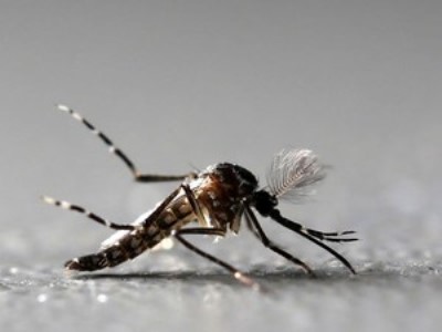 Outros 144 óbitos ainda estão sob investigação. No RN, 78% dos municípios têm infestação do mosquito Aedes aegypti.