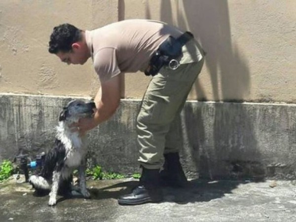 Cachorro sendo resgatado.